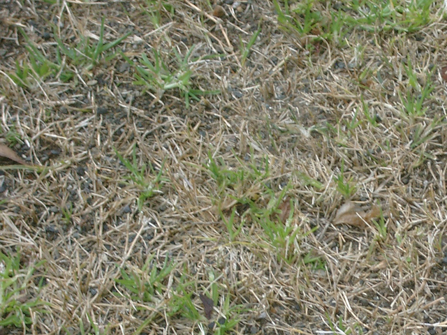 IMGP6887.jpg